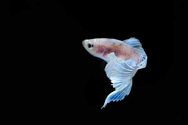 Fighting fish — Stock Photo, Image