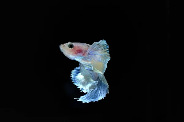 Fighting fish — Stock Photo, Image