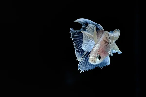 Lucha contra los peces Fotos de stock