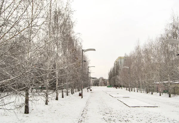 Зимний городской пейзаж с деревьями вдоль пешеходной дорожки и фонарей, зимний облачный день — стоковое фото
