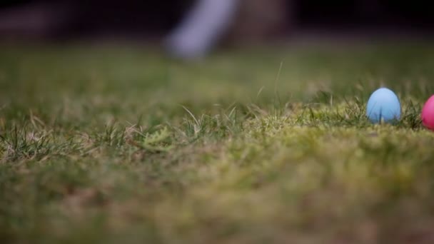 Coelhinhos decorativos na grama verde — Vídeo de Stock