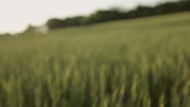 Young woman Goes Through Field — Stock Video