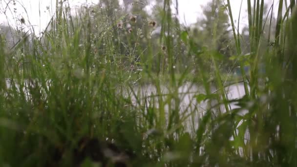 Lago detrás de hierba — Vídeos de Stock