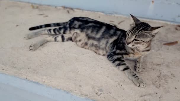 Gatto senzatetto sdraiato sulla strada — Video Stock