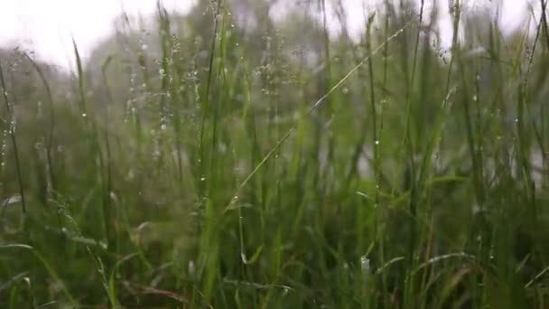 Lago detrás de hierba — Vídeo de stock