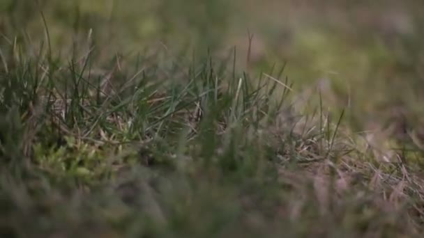 Anillos de boda en tronco de árbol — Vídeo de stock