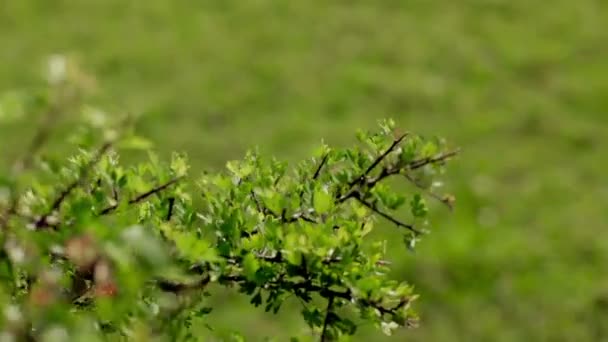 Girl Touching Bush — Stock Video