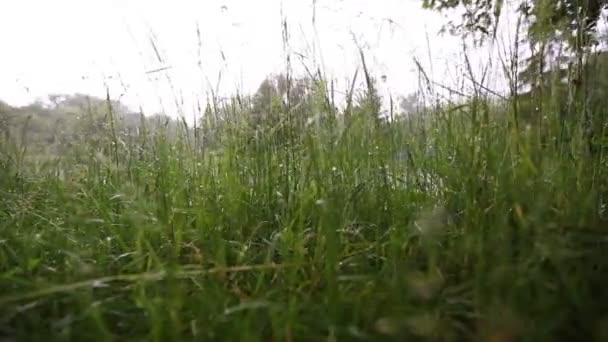 Озеро позаду трави — стокове відео