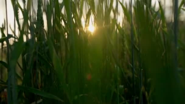 Sunbeam i vetefält — Stockvideo