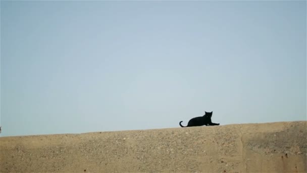 Dua Kucing Di Dermaga — Stok Video