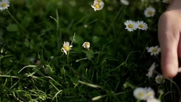 Chica recogiendo flores silvestres — Vídeos de Stock