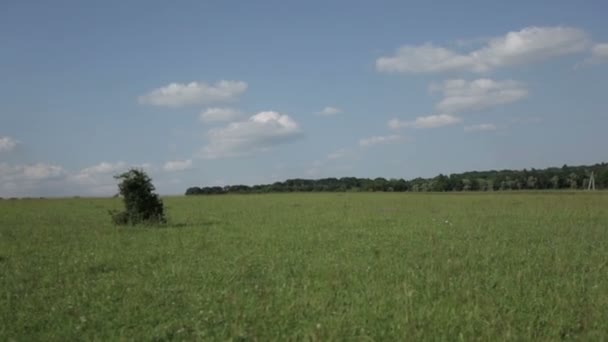 Junge Frau läuft in Feld — Stockvideo