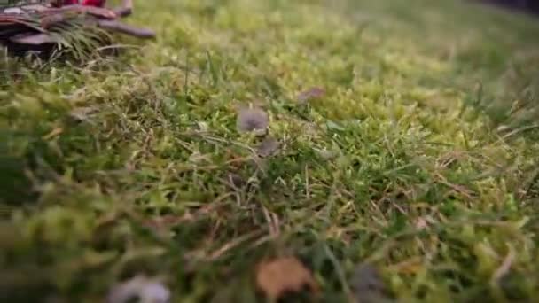 Anillos de boda en tronco de árbol — Vídeo de stock