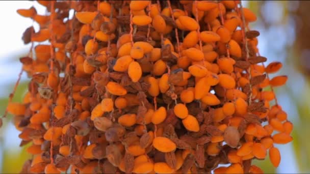 Kurma yang masak di pohon kurma. close-up — Stok Video