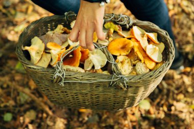 Büyük ormandaki mantar hasadı. Sonbahar bitkileriyle dolu bir sepet.