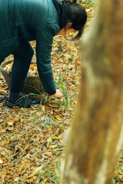 Büyük ormandaki mantar hasadı. Kız mantar topluyor. Sonbahar bitkileri