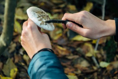 Büyük ormandaki mantar hasadı. Sonbahar bitkileri