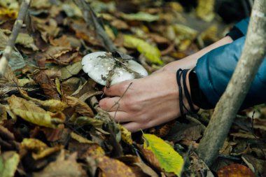 Büyük ormandaki mantar hasadı. Mantar bulmak