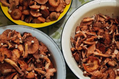 Mantar hasadı. Havzalarda birçok sonbahar bitkisi