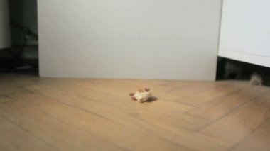 Ağır çekimde fare gözlemi. Bir waffle ile hayvanı beslemek.