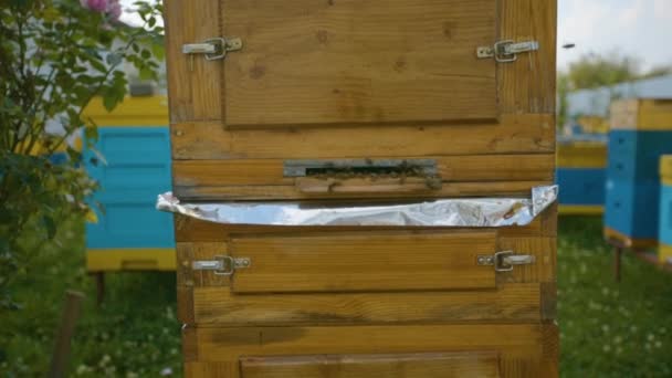 Unique wooden beehive. Industrial beekeeping. — Stock Video