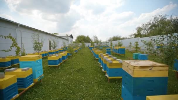 Sétálj a méhkaptárak között a méhészetben. Ipari méhészet. — Stock videók