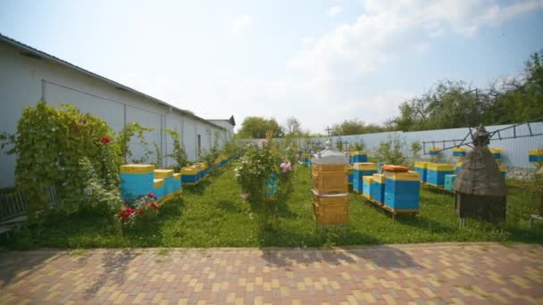 Wielki Apiariusz. Pszczelarstwo przemysłowe z pszczołami miodnymi. — Wideo stockowe