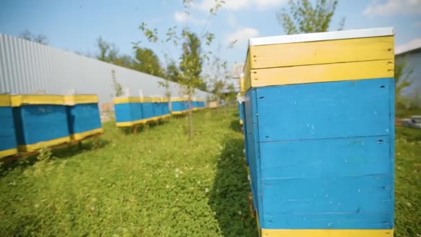 Flying near the rows of bee hives. Industrial beekeeping. — Stock Video