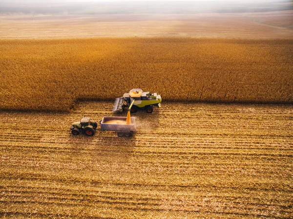Harvesting Corn in the Green Big Field. Aerial View over Automated Combines — Stock Photo, Image