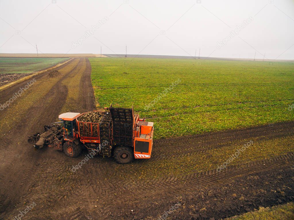 Harvesting Beets in the Green Big Field. Aerial View above Automated Equipment.