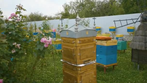 Review of bee hives in the apiary. Industrial beekeeping. — Stock Video