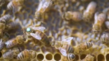 Arı yetiştiricisi kovandan bal peteklerinin bir çerçevesini alır. Endüstriyel Arı Apiary.