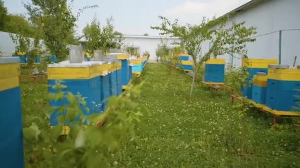 Rassegna degli alveari nell'apiario. Apicoltura industriale. — Video Stock