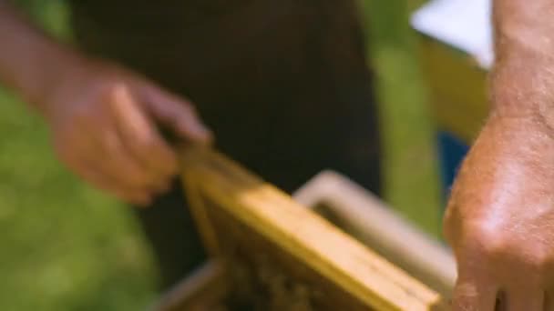 O apicultor tira um quadro de favos de mel da colmeia. Apiário industrial das abelhas. — Vídeo de Stock
