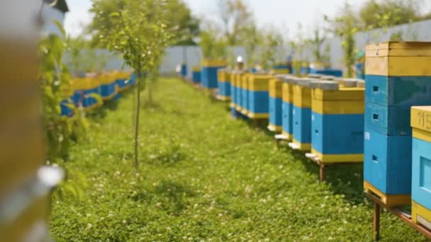 Revisão de colmeias de abelhas no apiário. Apicultura industrial no dia ensolarado. — Vídeo de Stock