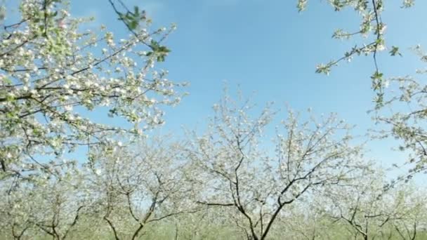 Las hermanas-gemelas juntos descansan en el huerto floreciente de manzanas. — Vídeo de stock