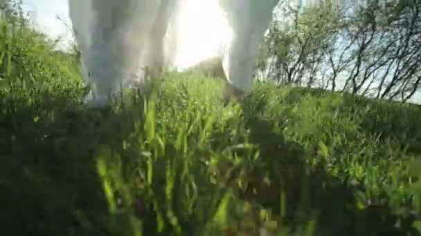 Two girls in long white dresses are walking in an apple orchard on a clear spring day. Body parts — Stock Video