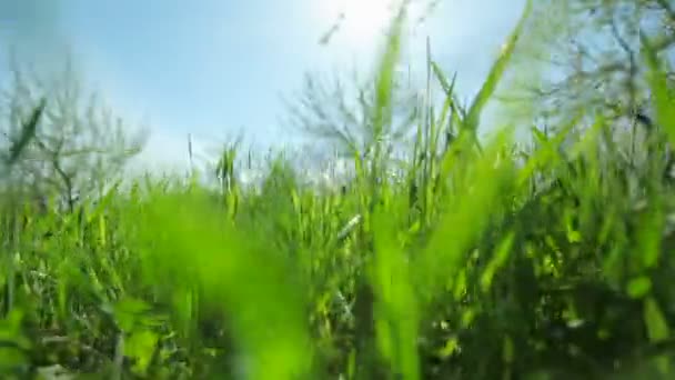 La hierba verde jugosa crece en un jardín de frutas en un día soleado. Primer plano — Vídeos de Stock