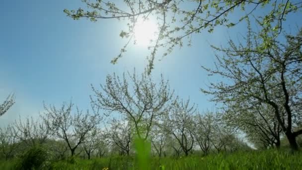 Güneşli bir bahar gününde çiçek açan güzel bir meyve bahçesi. Mutluluk ve neşe kavramı — Stok video