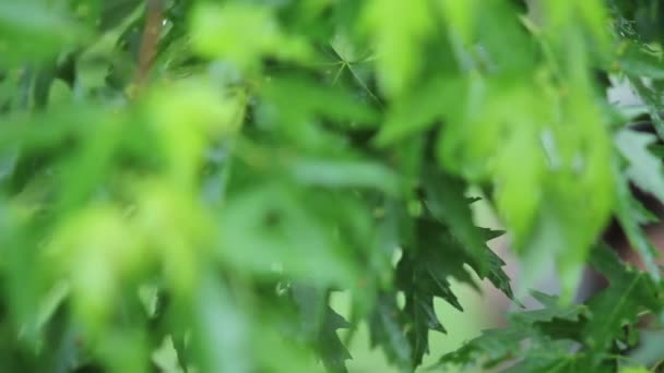 Mysterious image of the bride against the background of green foliage — Stock Video