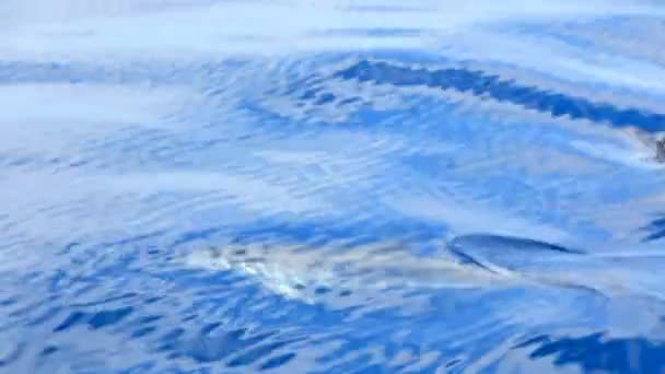 Los delfines nadan en agua azul en un día soleado. Tenerife, España — Vídeo de stock