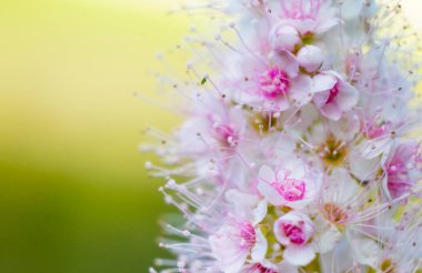 Su sıçratması ve arka plan için güzel çiçekler.