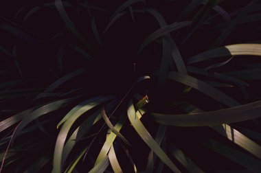 Tropikal yaprakların dokuları, koyu yeşil yapraklar dikene benzer.