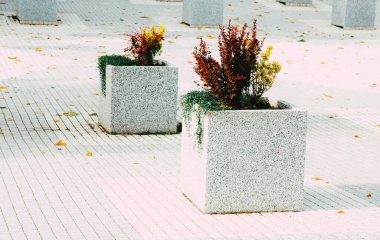 farklı renklerde modern şehir çiçek tarhı