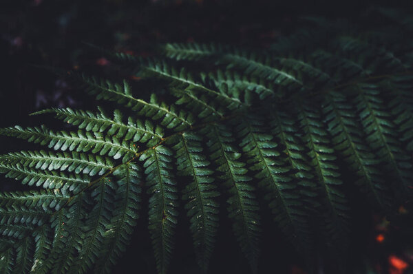 Листья папоротника в солнечном свете.