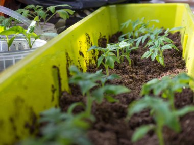 Evin penceresinde domates fideleri var. Yakın plan. Arkaplan.