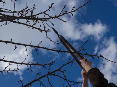 Adam meyve dallarını buduyor. Ev bahçesinde çalış. Günlük hayattan bir sahne