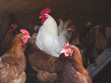 Tavuklar ve bir horoz kümeste dolaşıyor.