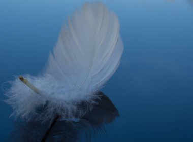 Siyah cam zemin üzerinde beyaz tüy