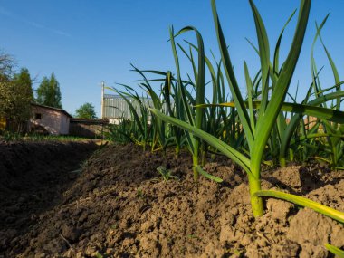 Bahçede büyüyen yeşil sarımsak bitkileri, yakın plan. Yeşil sarımsak yapraklı bahçe arkaplanı